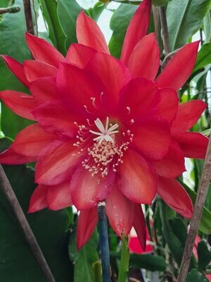 Flechsigs Flame Flechsigs Flame