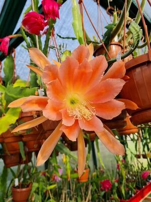 Gypsy Queen Gypsy Queen