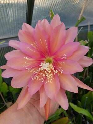 Garland o Barr Garland o Barr