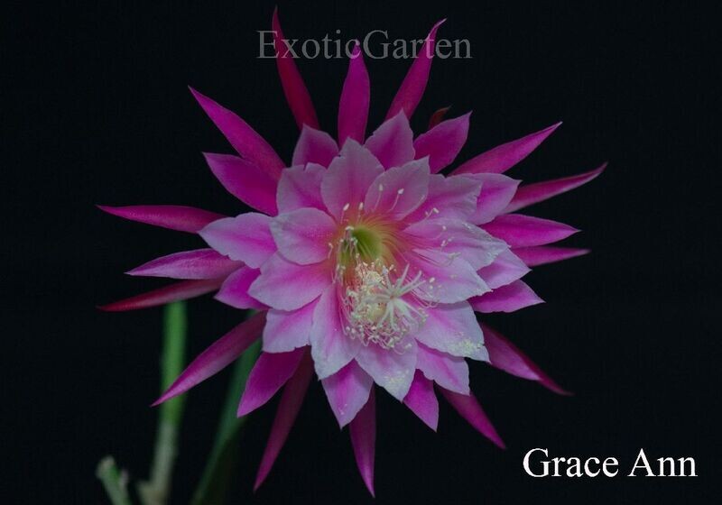Grace Ann