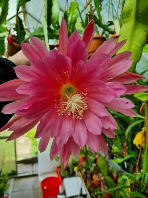 Gypsy Lullaby Gypsy Lullaby