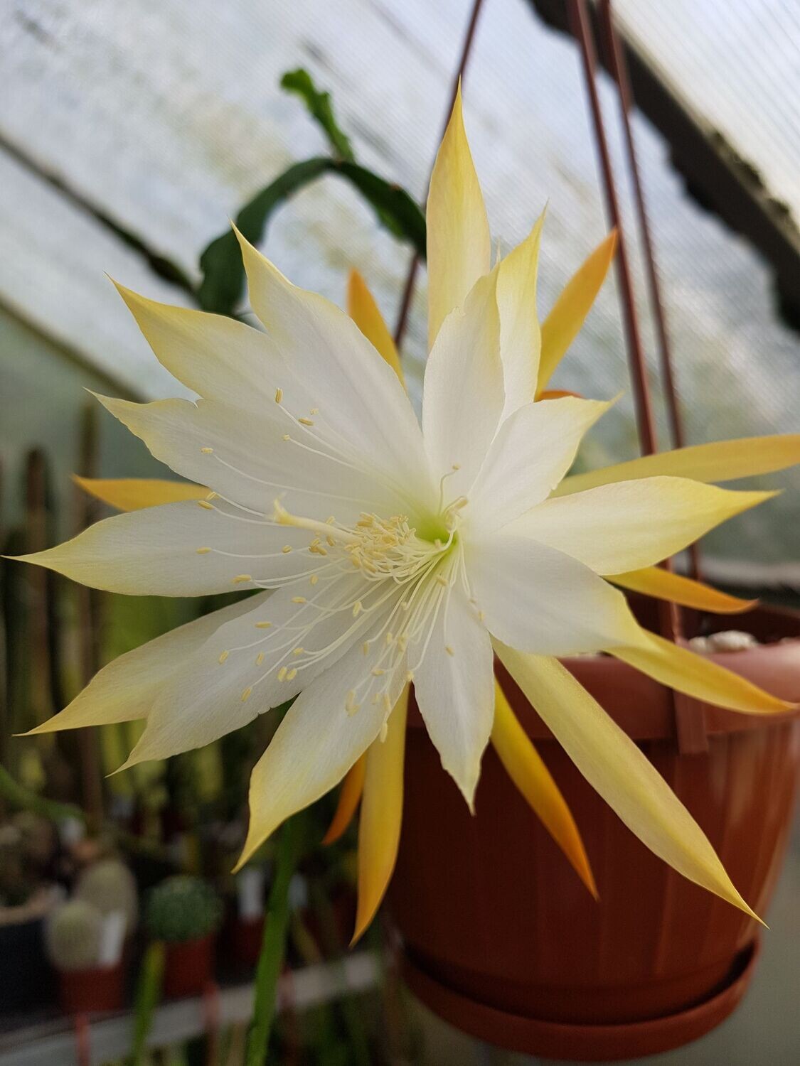 Jalisco Camilla Rud-Hybride Jalisco Camilla Rud-Hybride