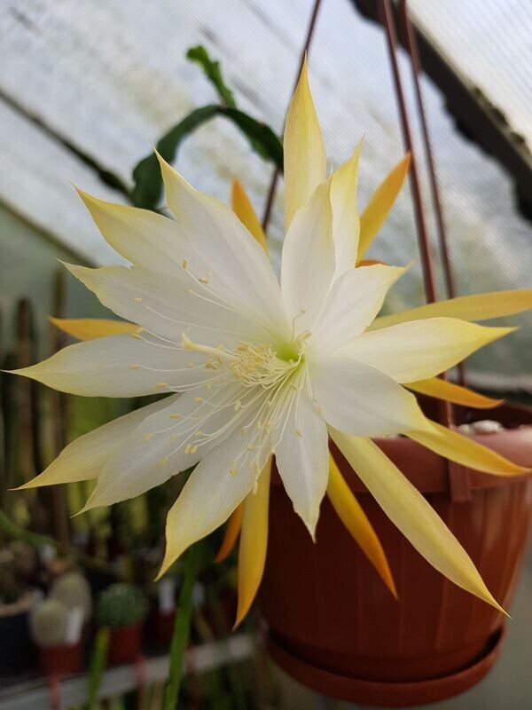 Jalisco Camilla Rud-Hybride