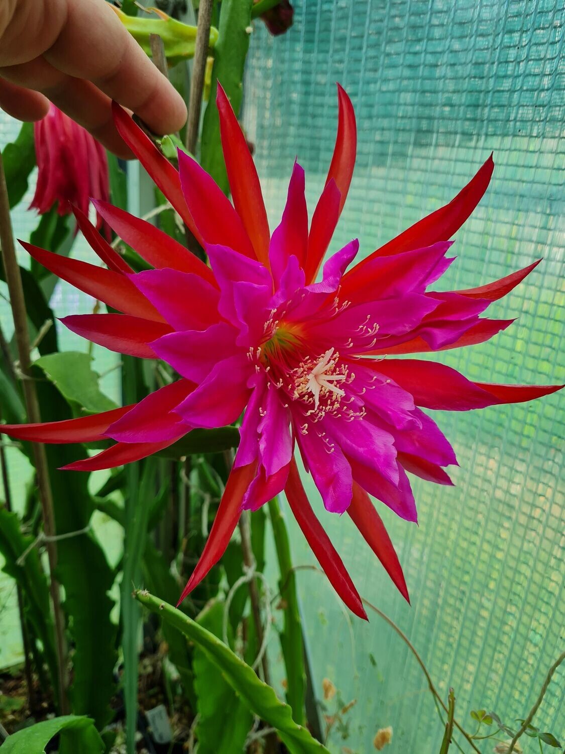 Kiwi Flaming Star