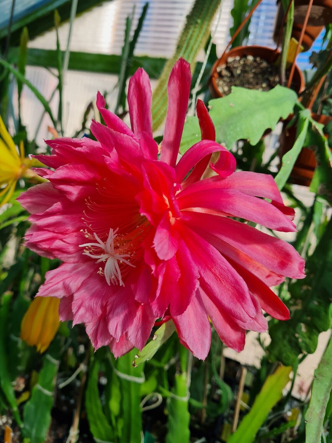 Kiwi SuperNova