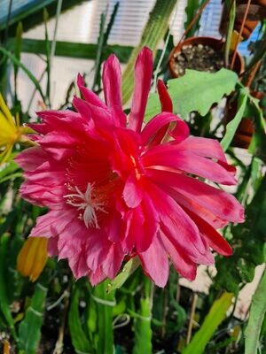 Kiwi SuperNova Kiwi SuperNova