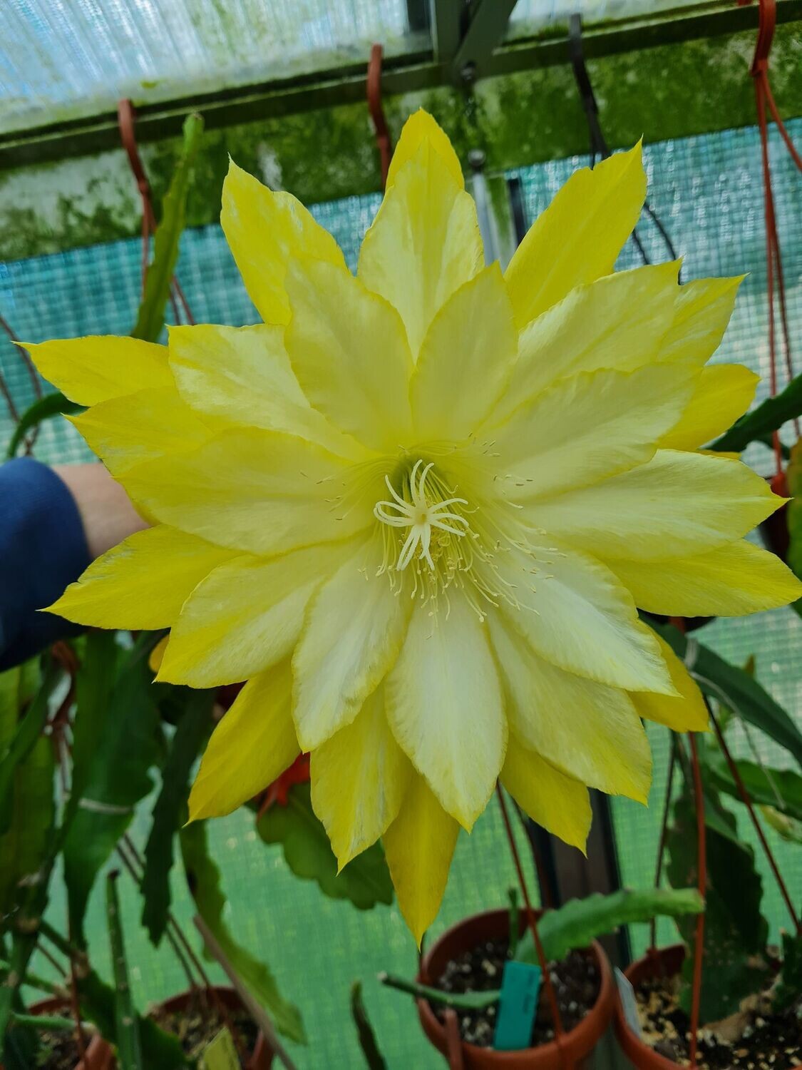 Kiwi Debutante