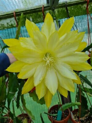 Kiwi Debutante Kiwi Debutante