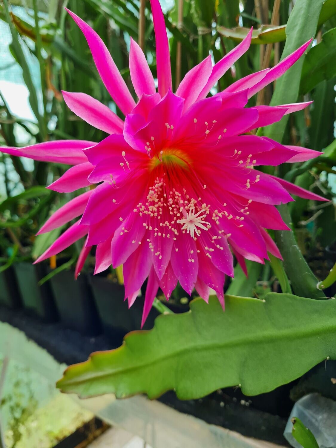 Kiwi Starlet