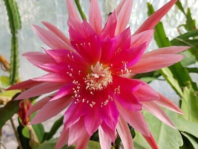 Kiwi Morning Star