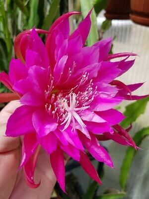 Kiwi Shooting Star