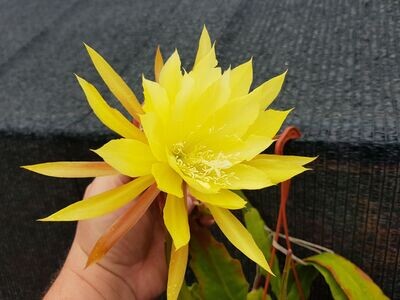 Kiwi Limelight Kiwi Limelight