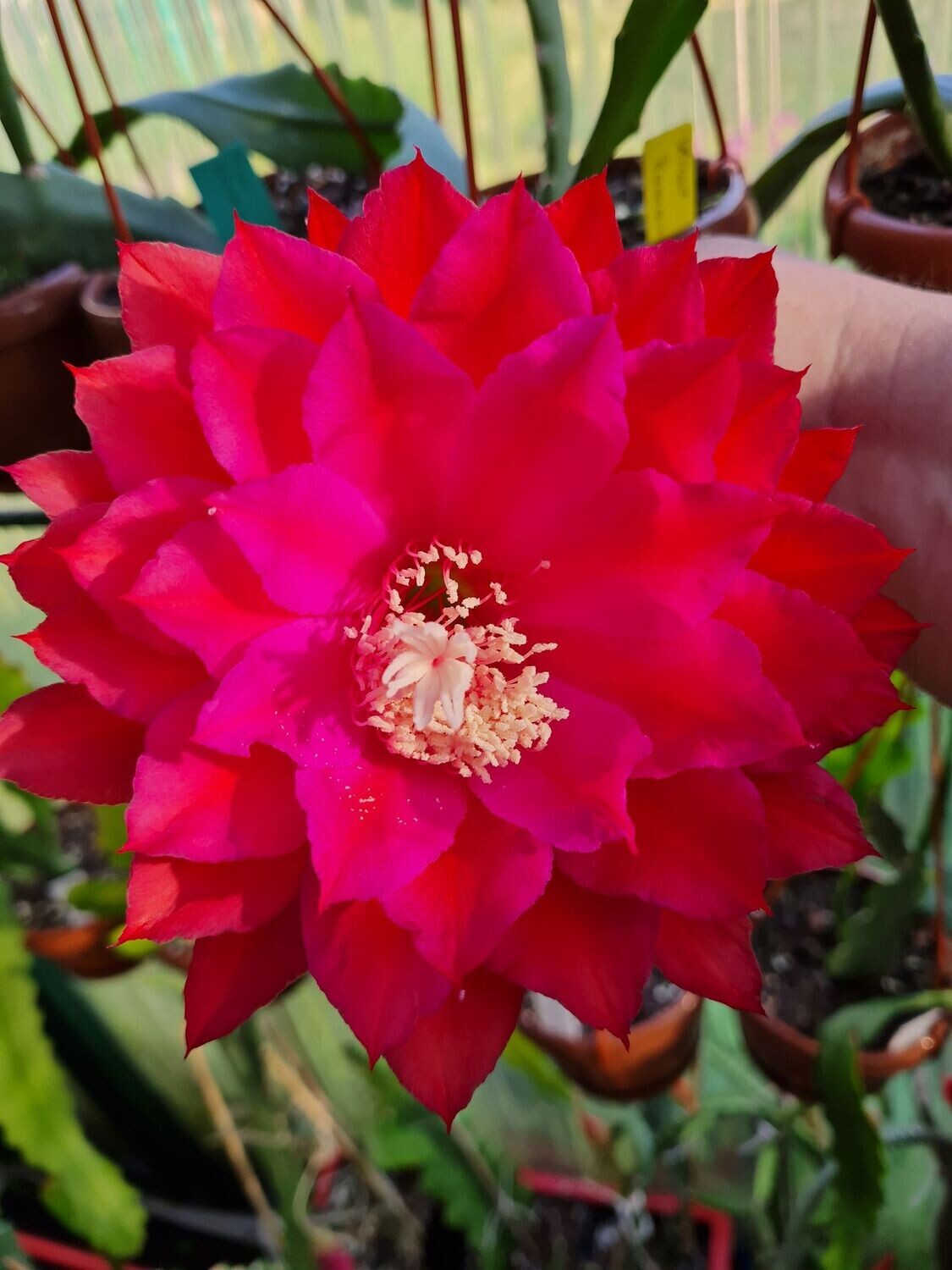 Kiwi Cardinal King