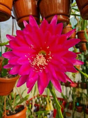 Kiwi National Anthem Kiwi National Anthem