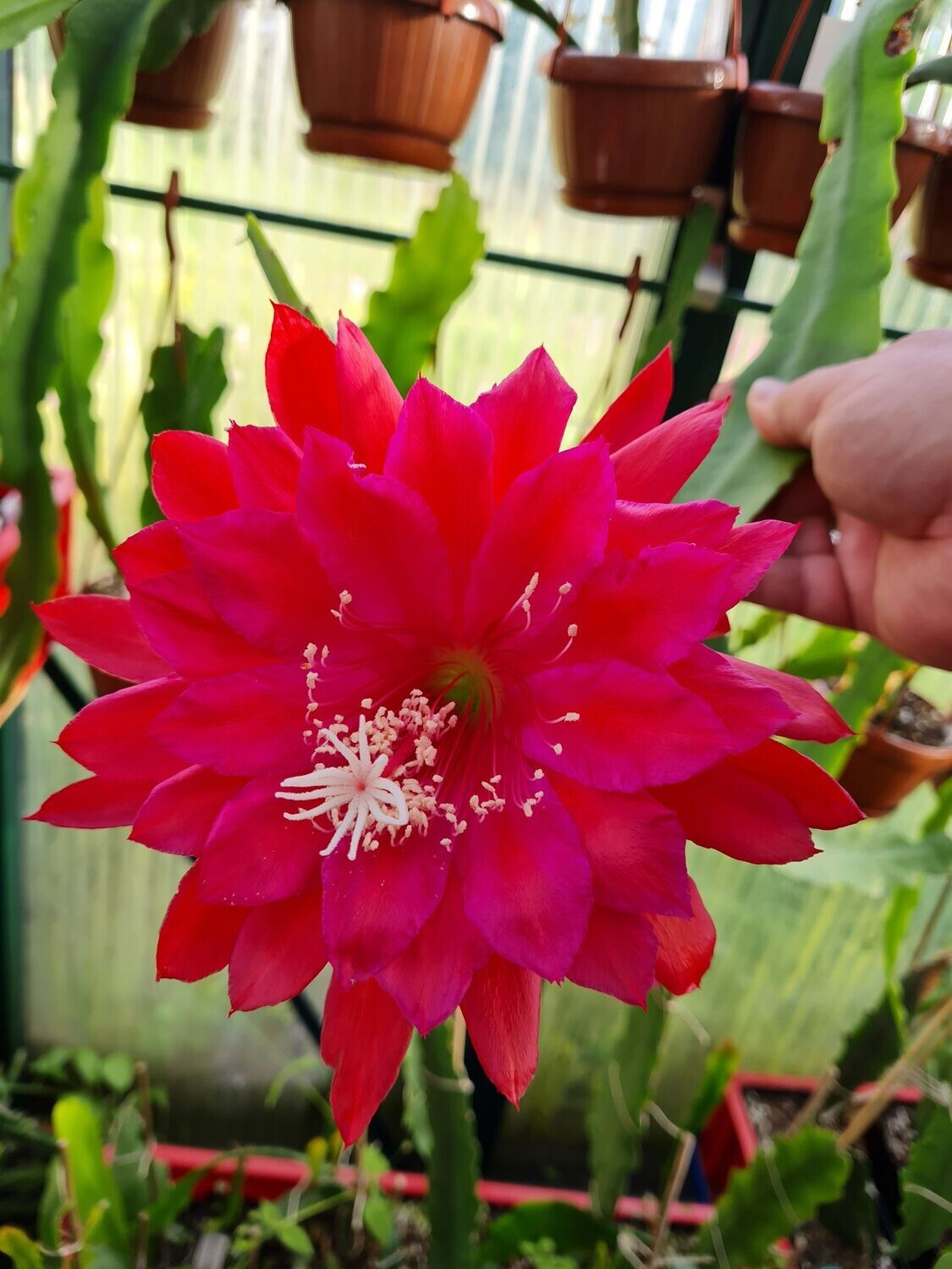 Kiwi Calypso Queen