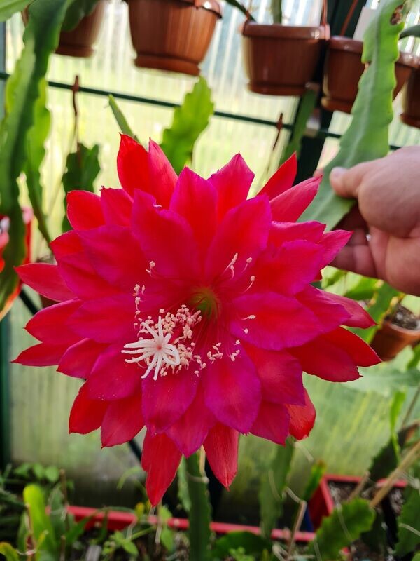 Kiwi Calypso Queen