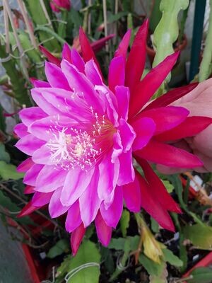 Kiwi Yvonne’s Prize Kiwi Yvonne’s Prize