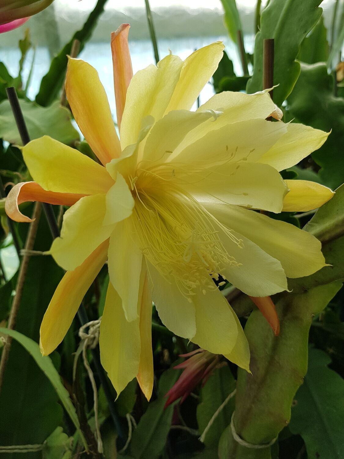 La Paloma