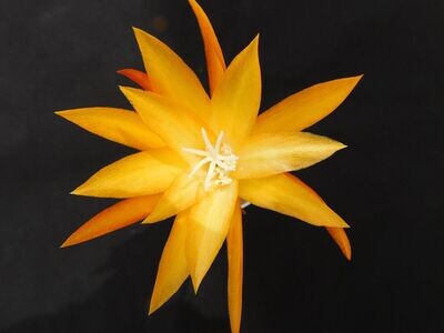 Massimo RUD-Hybride Massimo RUD-Hybride