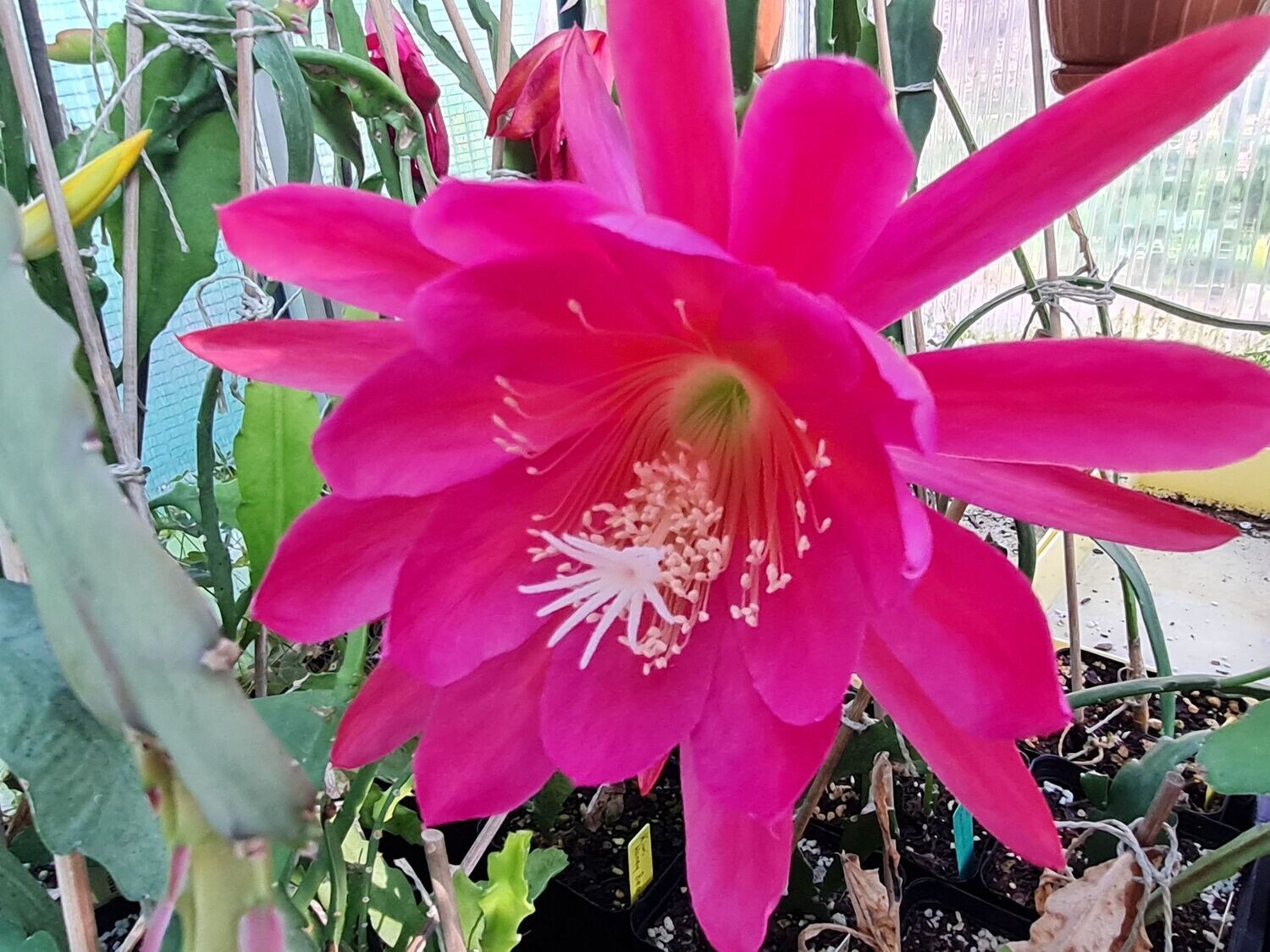 Monmonier´s Plum