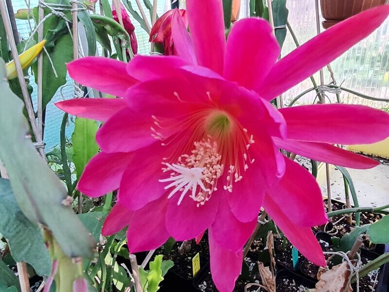 Monmonier´s Plum