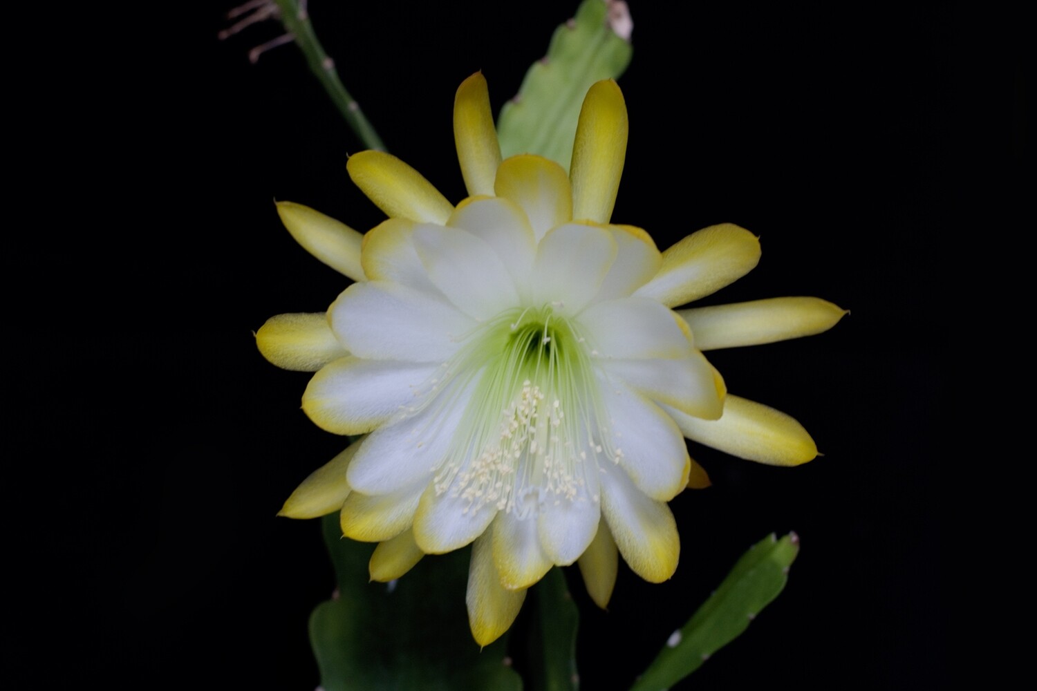 Meda