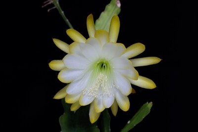 Meda