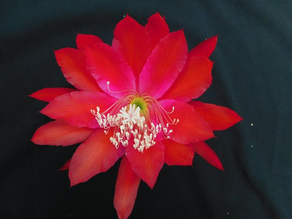 Orange Flame