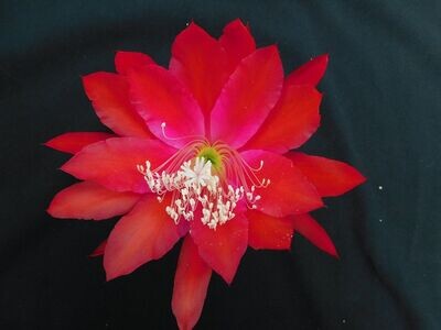 Orange Flame