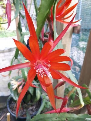 Orange Spider