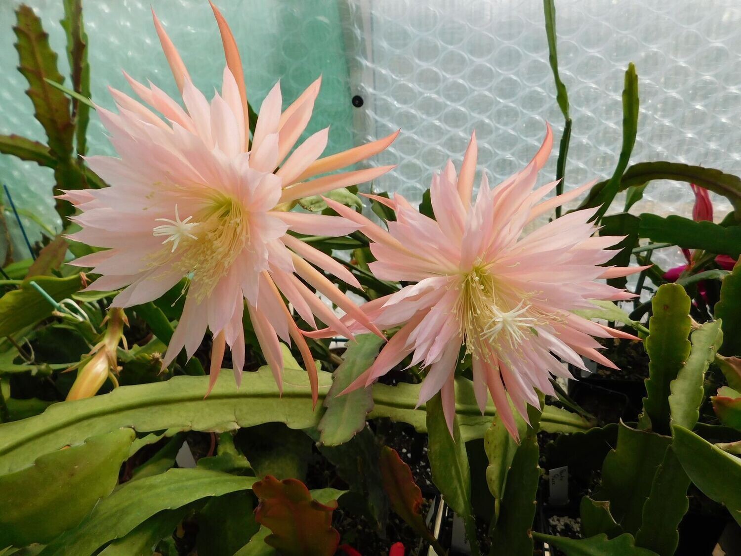 Pink Plumes