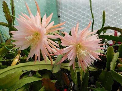 Pink Plumes