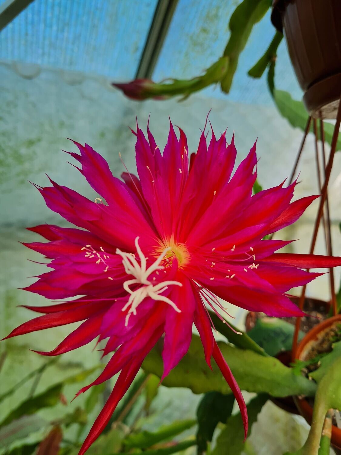 Ruby Snowflake