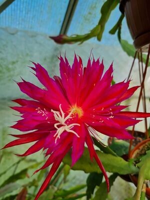 Ruby Snowflake