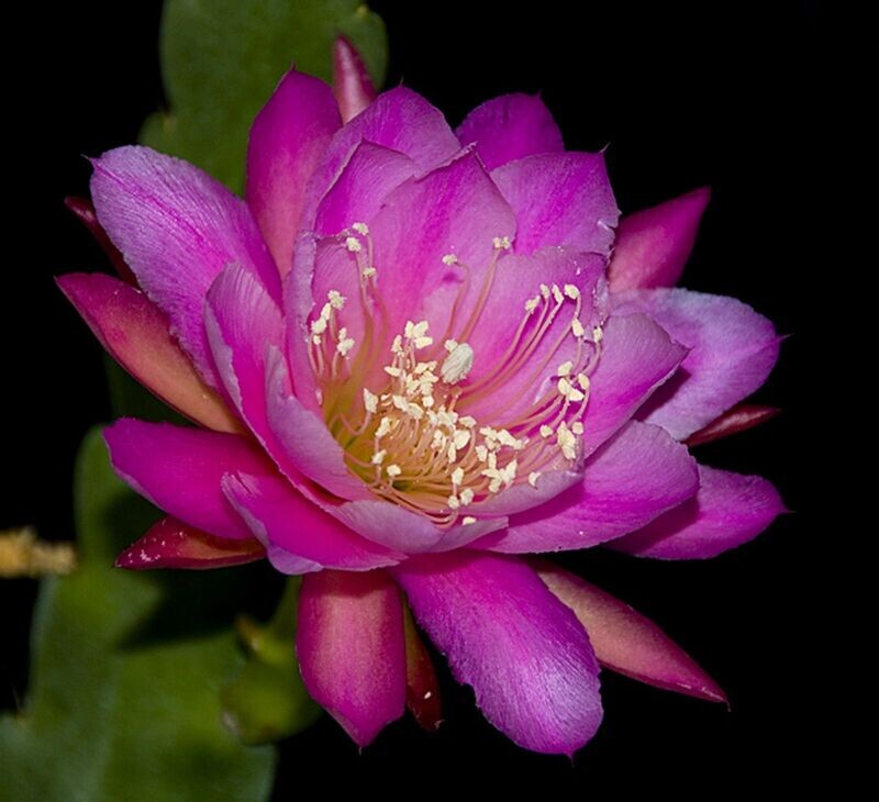 Rose Tornado