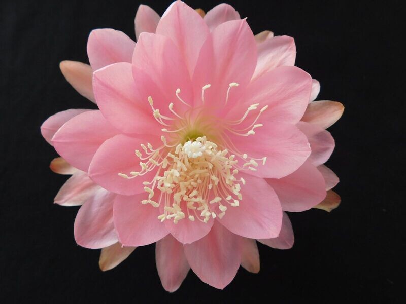 Rosa U