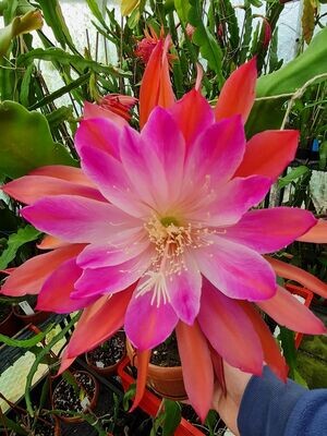 Remstal Gartenschau 2019