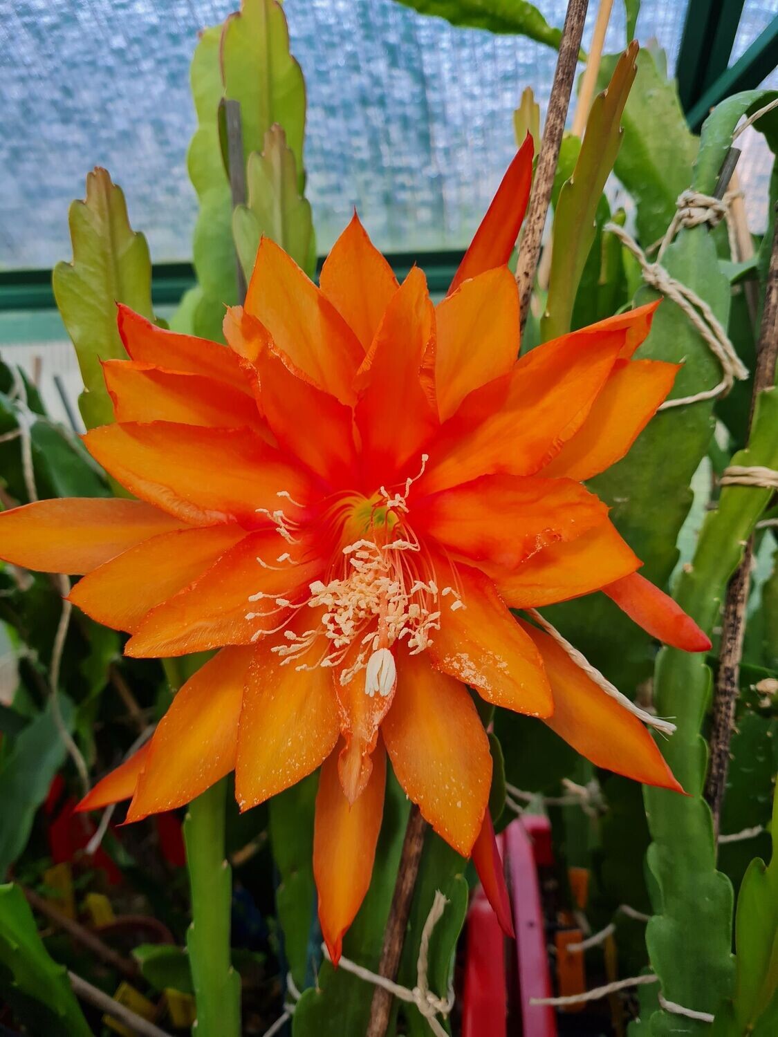 Spanish Gold