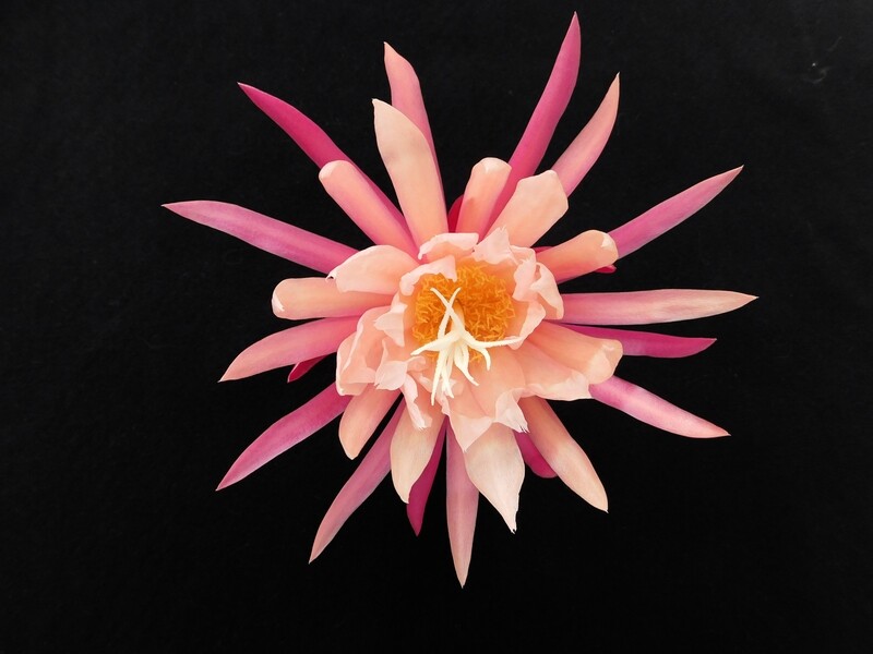 Stauchs Wormatia (Selenicereus/Cryptocereus)