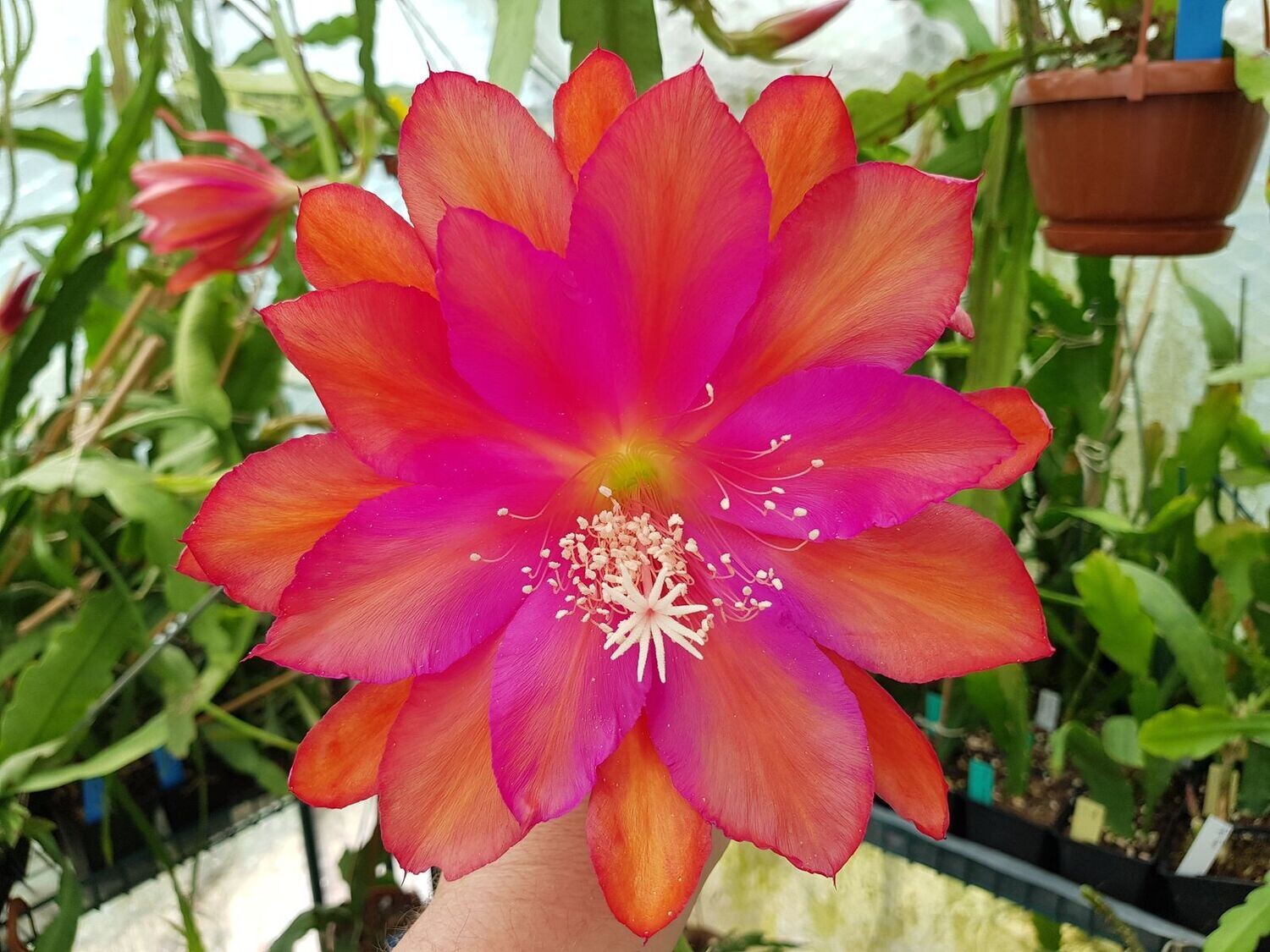 Tel Star