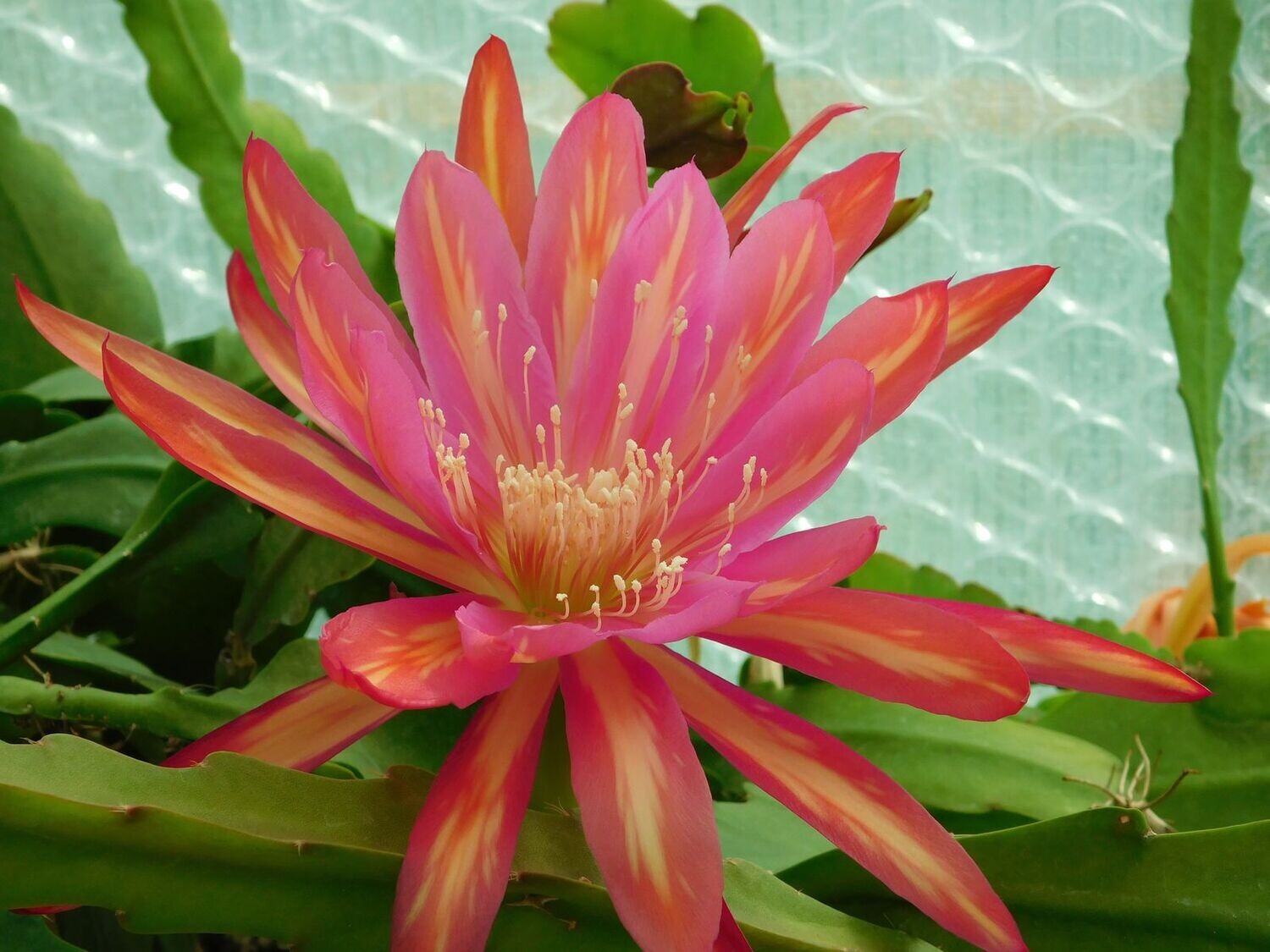 Tequila Sunrise var.