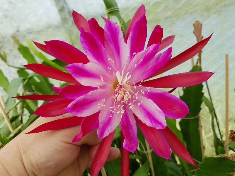 Tropical Treasure