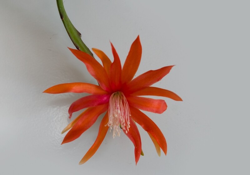 Tiny Flame