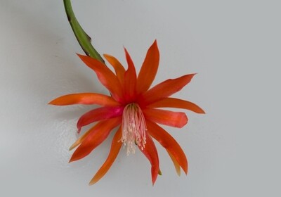 Tiny Flame