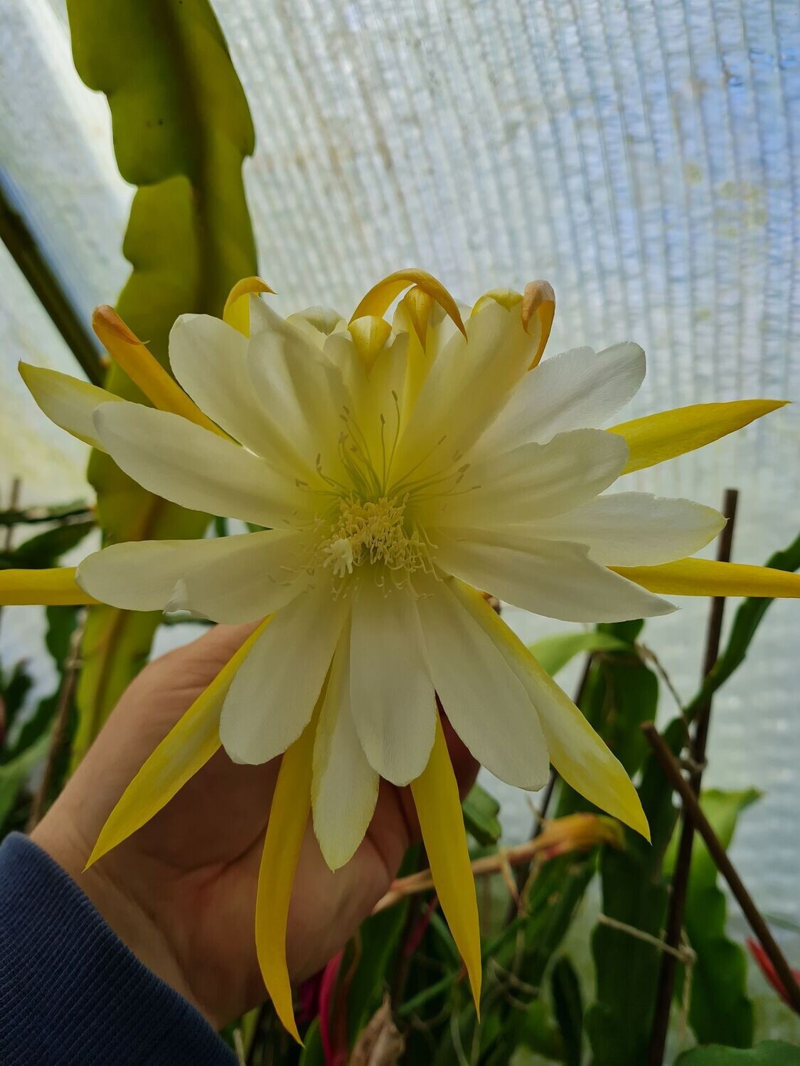 White Splendor