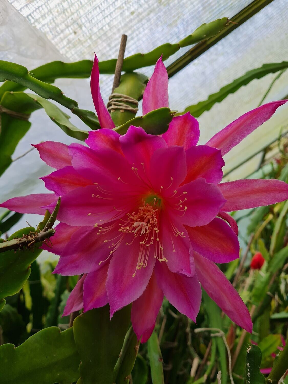 Wonderful One