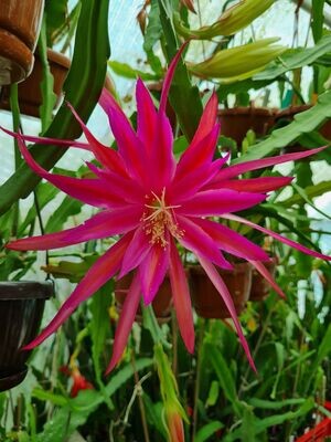 Hideo Miki Hideo Miki