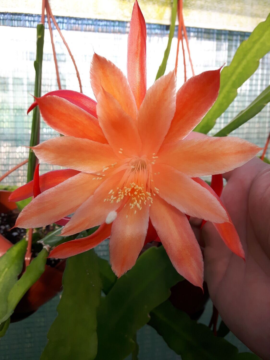 Orange Queen (Aporo)