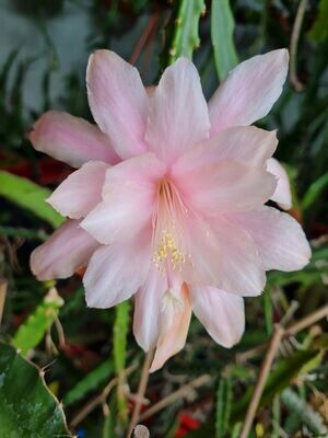 Painted Lady (Aporo) Painted Lady (Aporo)