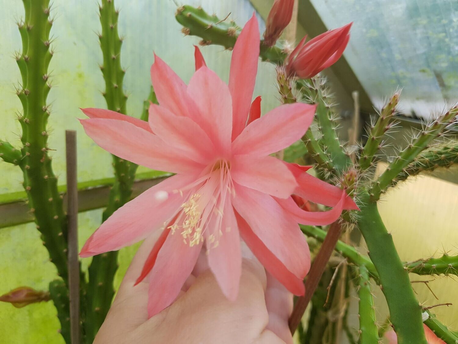 Sussex Pink (Aporo)